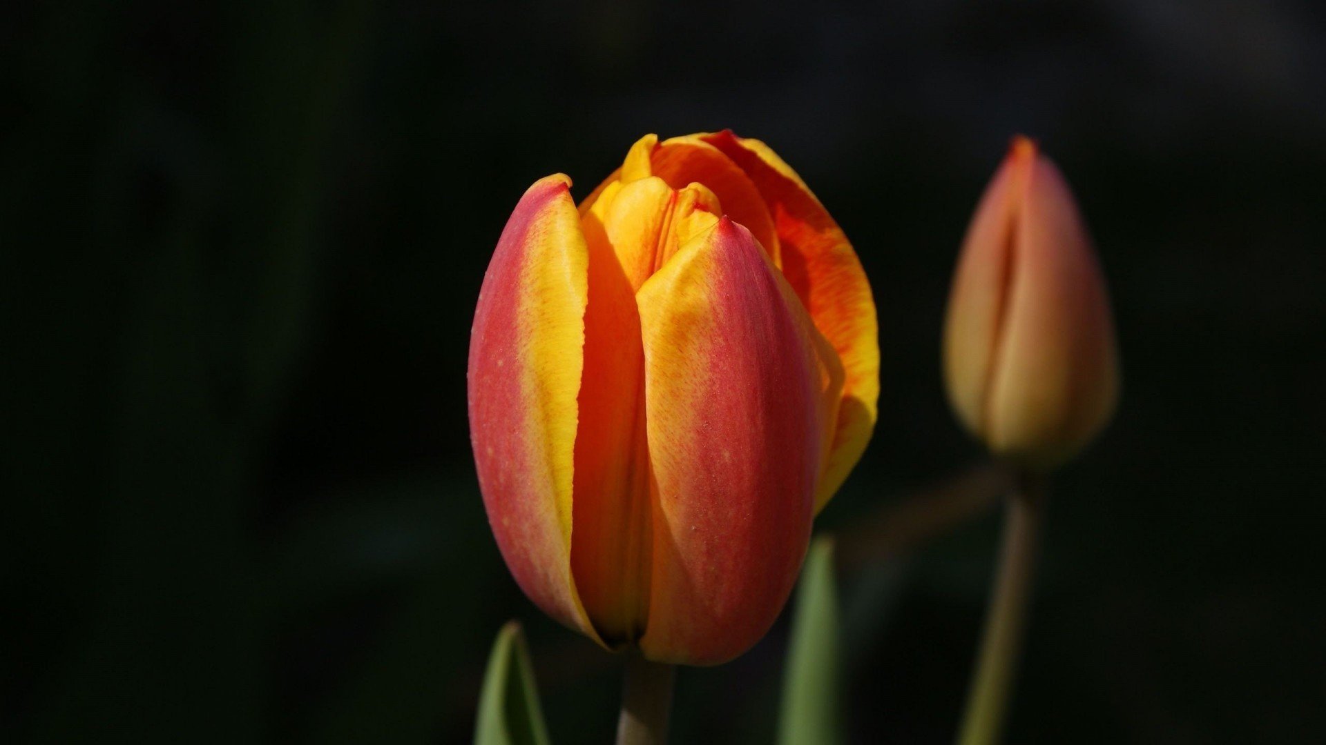 小清新,娇艳欲滴,花,儿童桌面专用