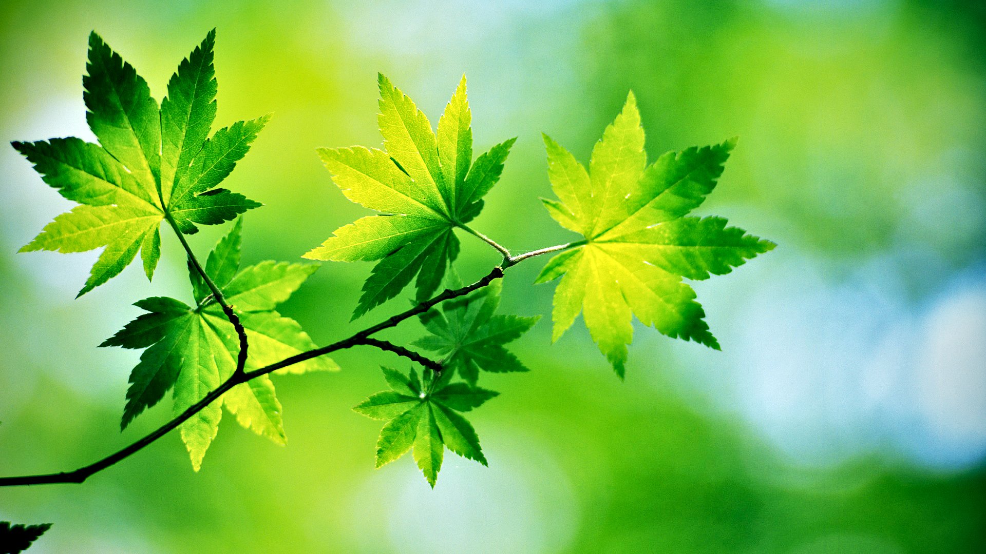 小清新,护眼壁纸,绿叶,清爽,儿童桌面专用