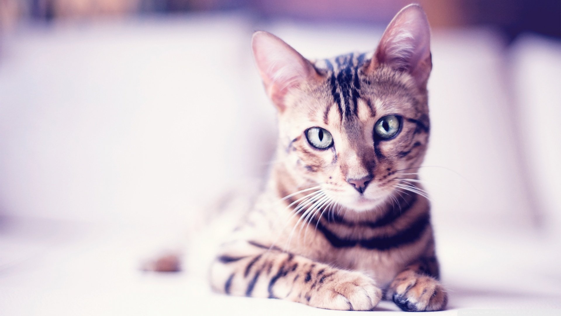 萌宠,汪星人,猫,猫咪,虎斑,美短,儿童桌面专用