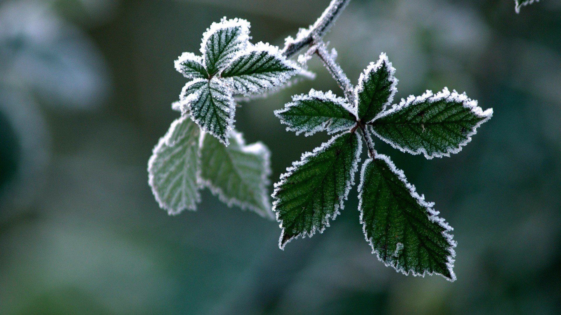 小清新,护眼壁纸