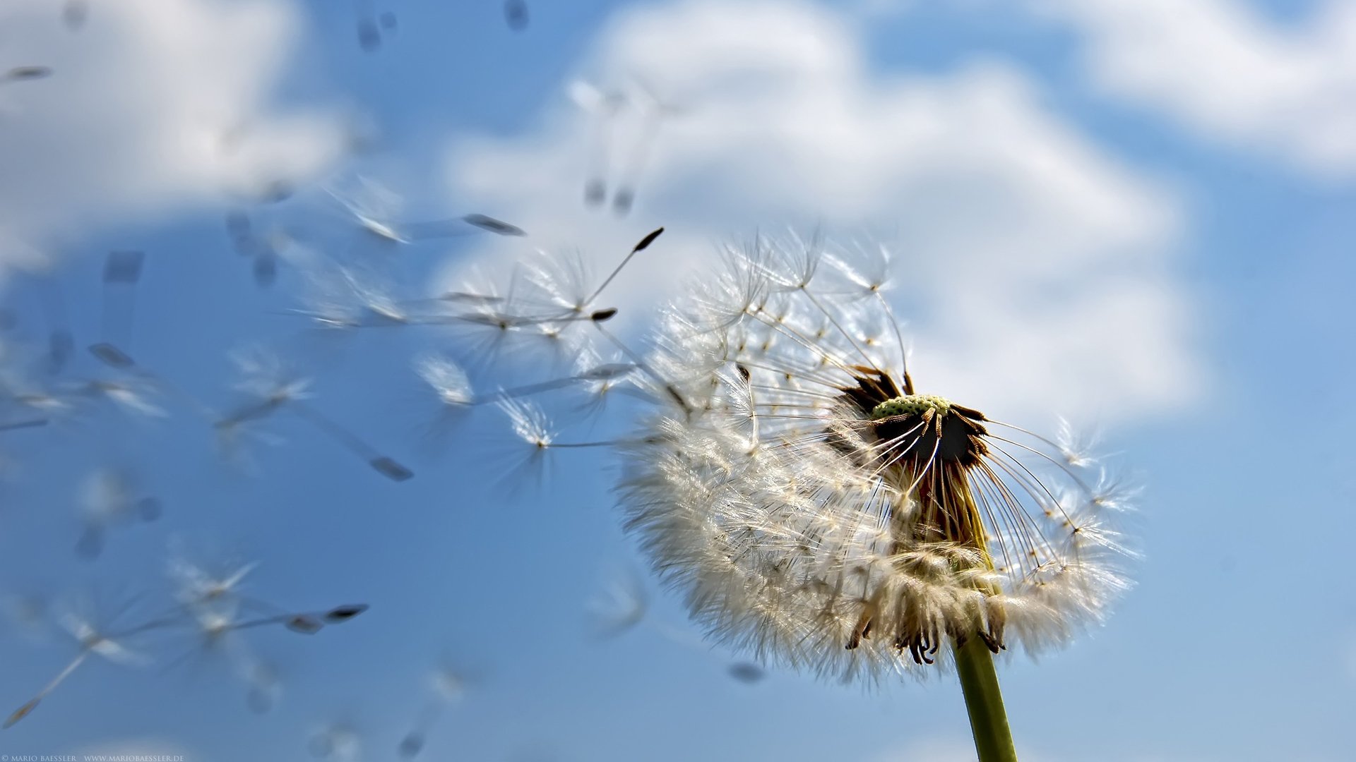 风景,蓝天,白云,蒲公英,儿童桌面专用