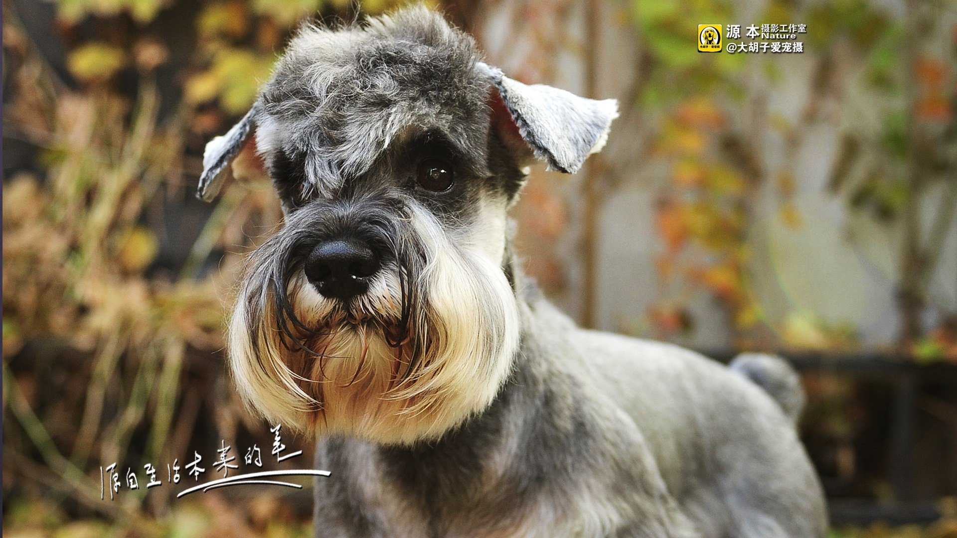 萌宠,源本摄影,狗,汪星人,雪纳瑞,独家首发,@大胡子爱宠摄,儿童桌面专用