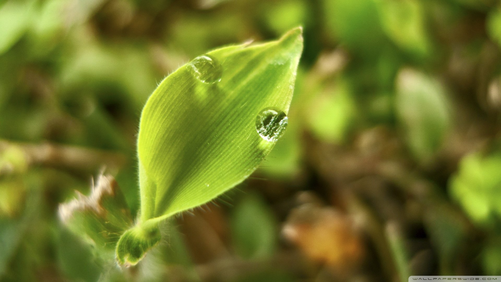 小清新,护眼壁纸,儿童桌面专用