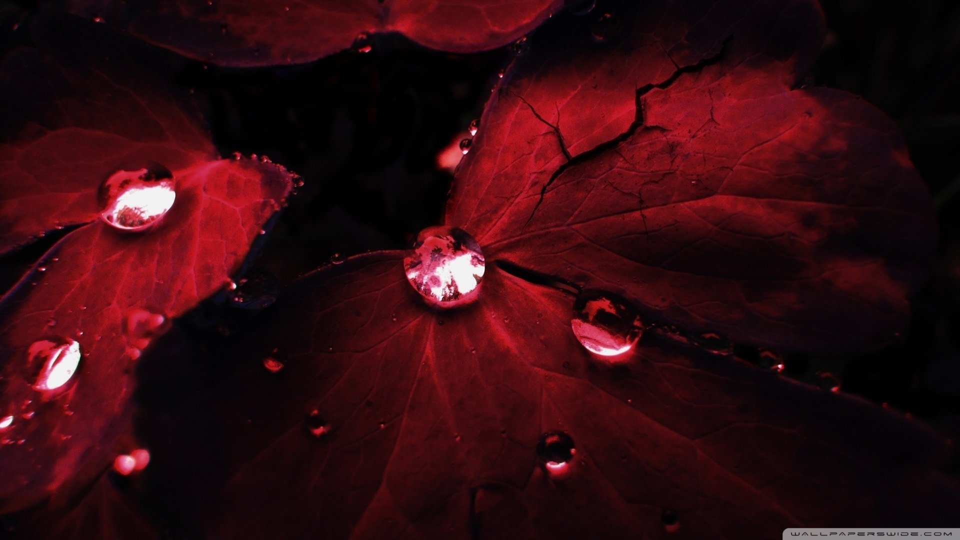 小清新,娇艳欲滴,儿童桌面专用