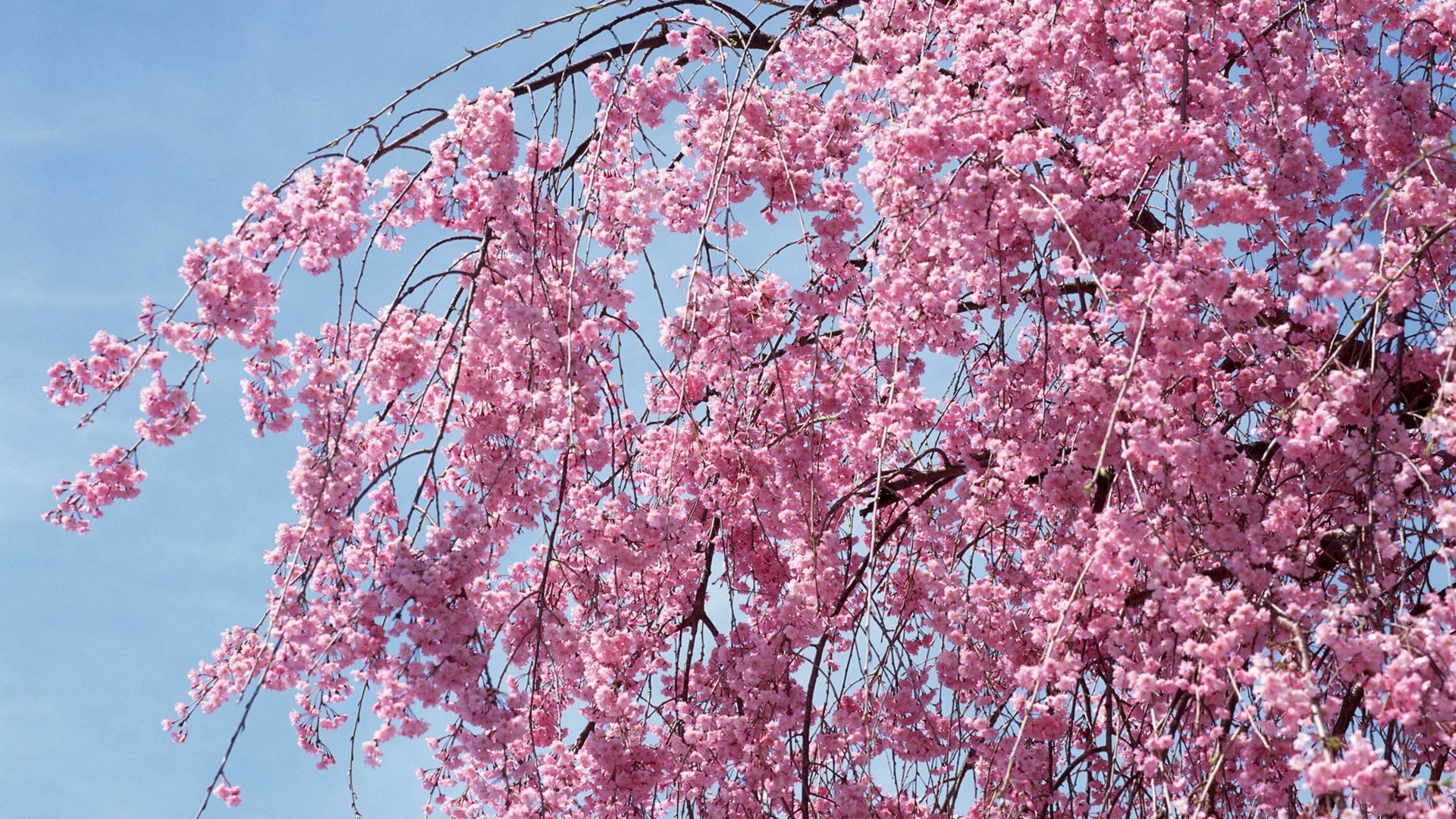 小清新,娇艳欲滴,花,儿童桌面专用