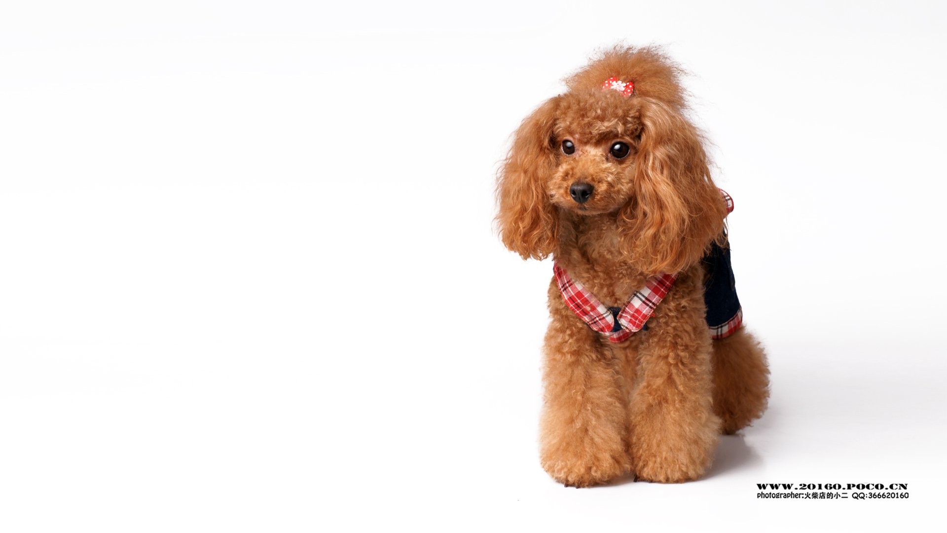 萌宠,摄影,狗,汪星人,火柴摄影,独家首发,@摄影师火柴店的小二,儿童桌面专用