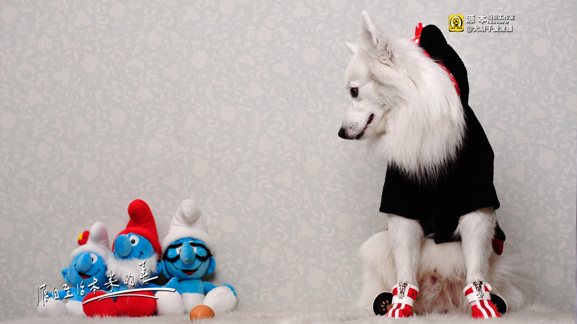 萌宠,源本摄影,狗,汪星人,雪纳瑞,独家首发,@大胡子爱宠摄,儿童桌面专用