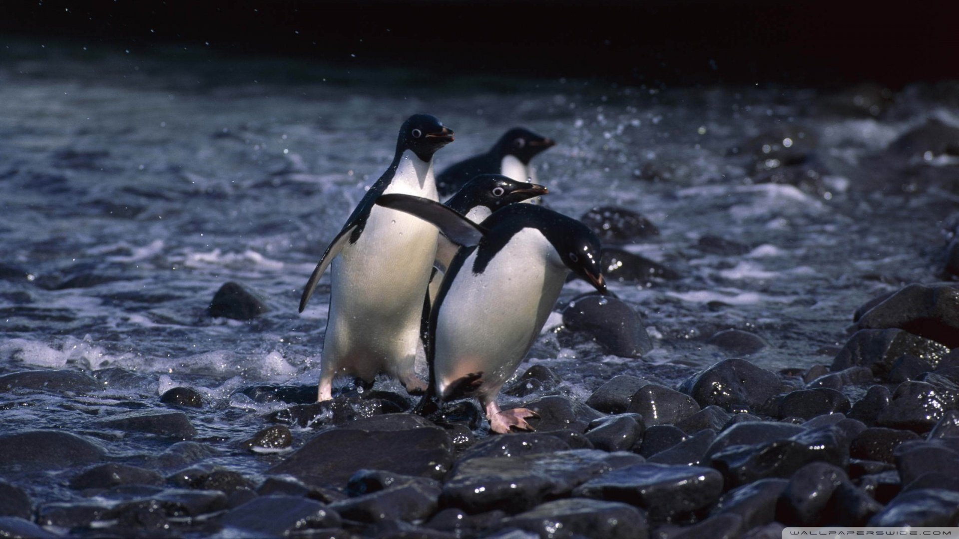 萌宠,极地物种,企鹅,儿童桌面专用