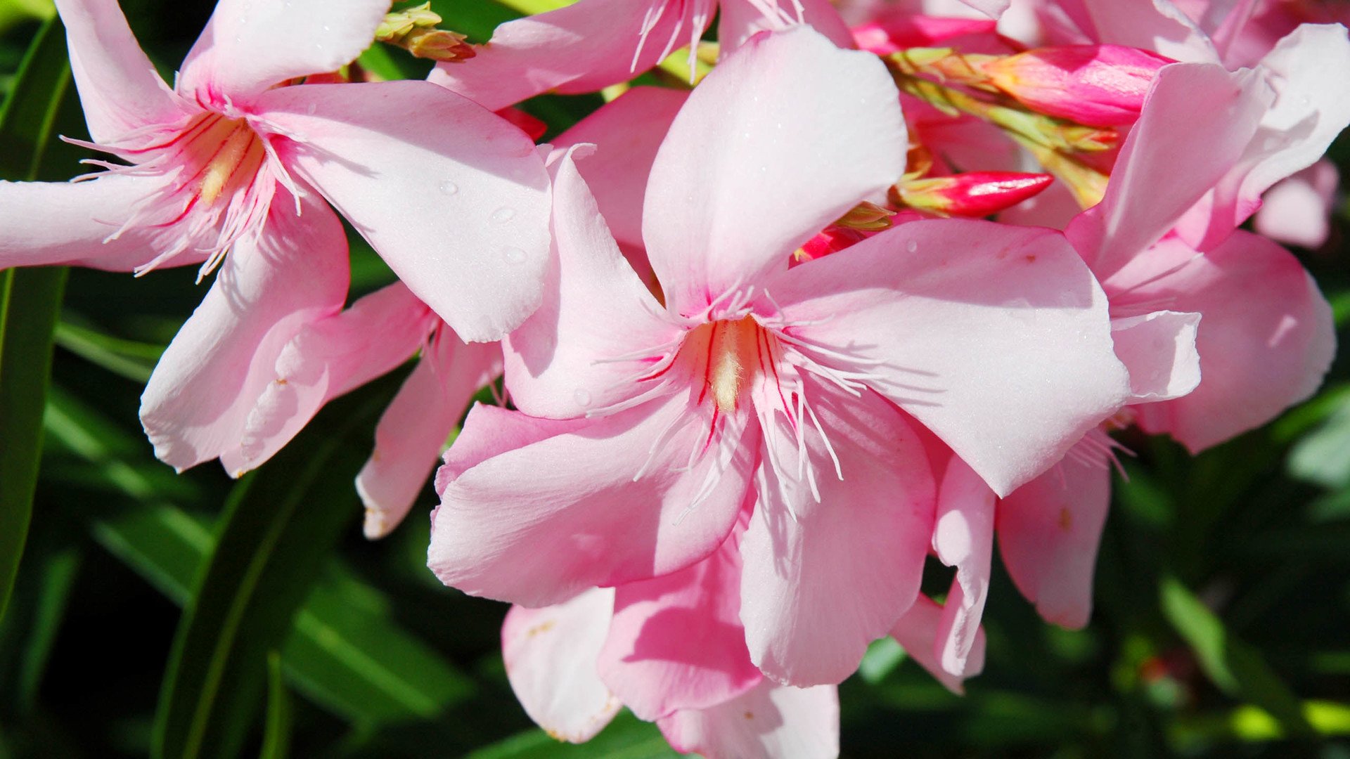 小清新,清新淡雅,儿童桌面专用