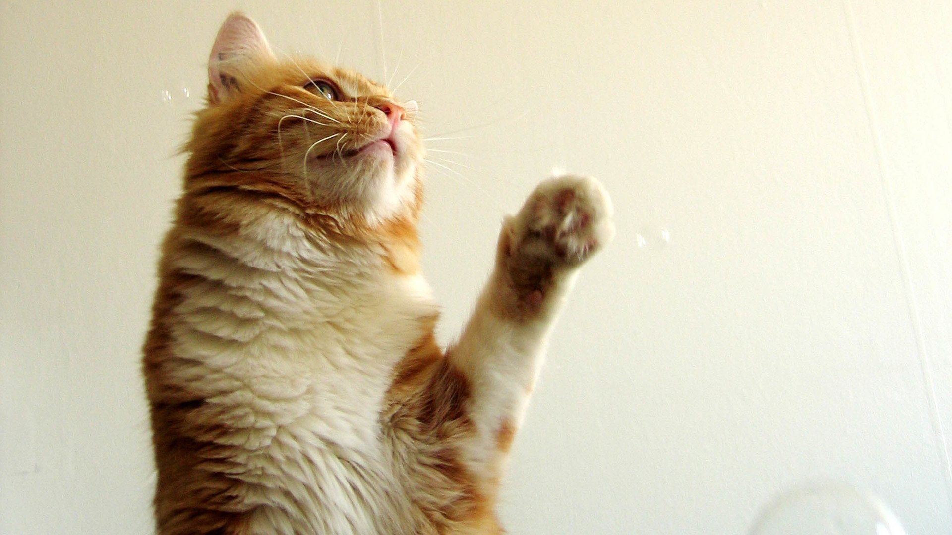 萌宠,喵星人,猫,猫咪,儿童桌面专用