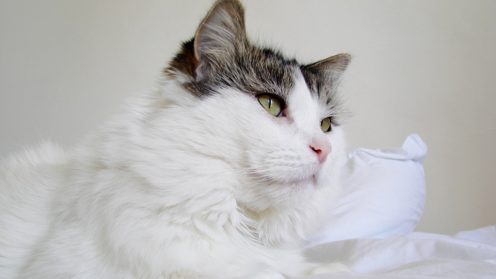 萌宠,猫,喵星人,可爱,古灵精怪,儿童桌面专用