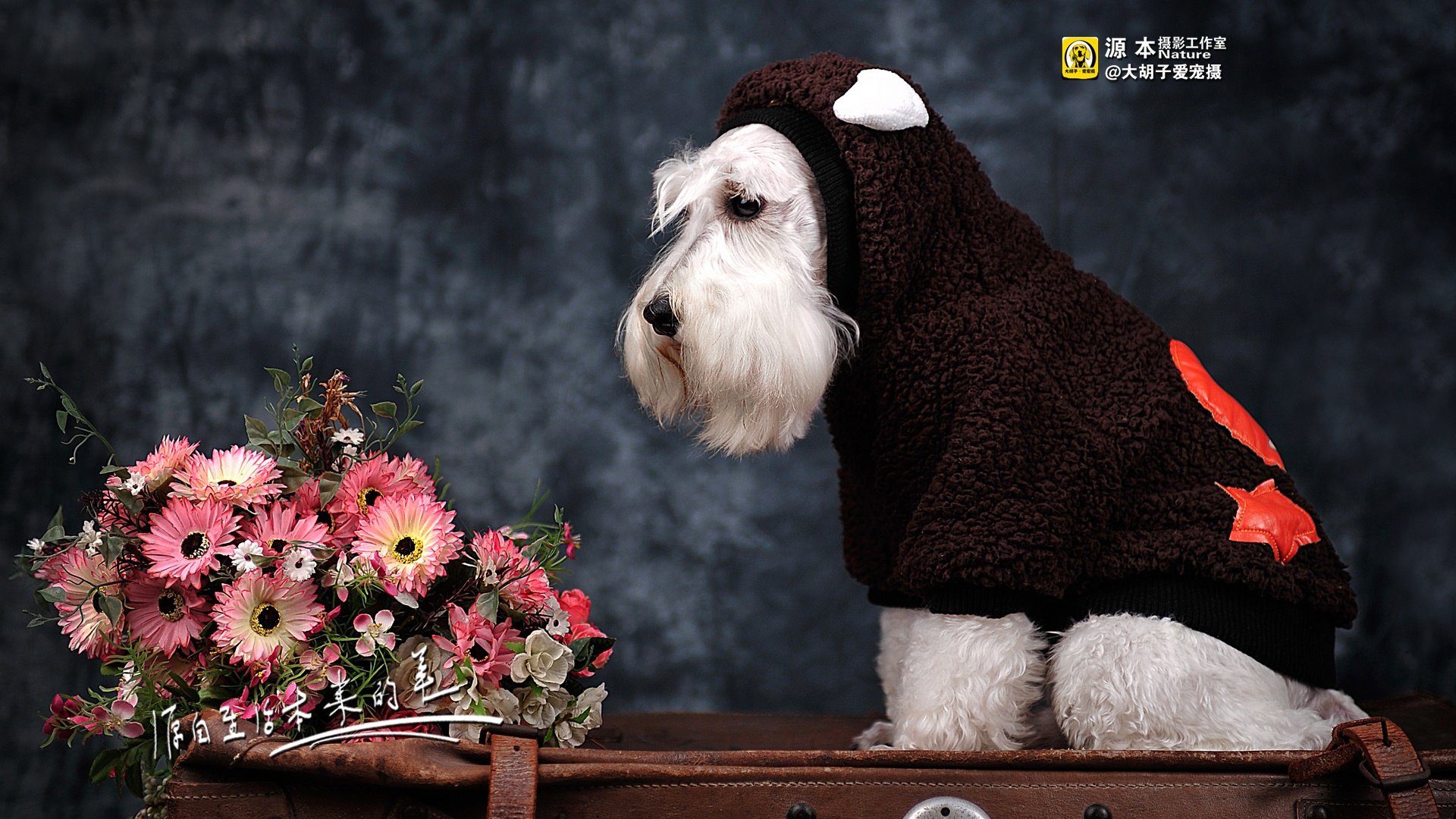 萌宠,源本摄影,狗狗,狗,雪纳瑞,独家首发,@大胡子爱宠摄,儿童桌面专用