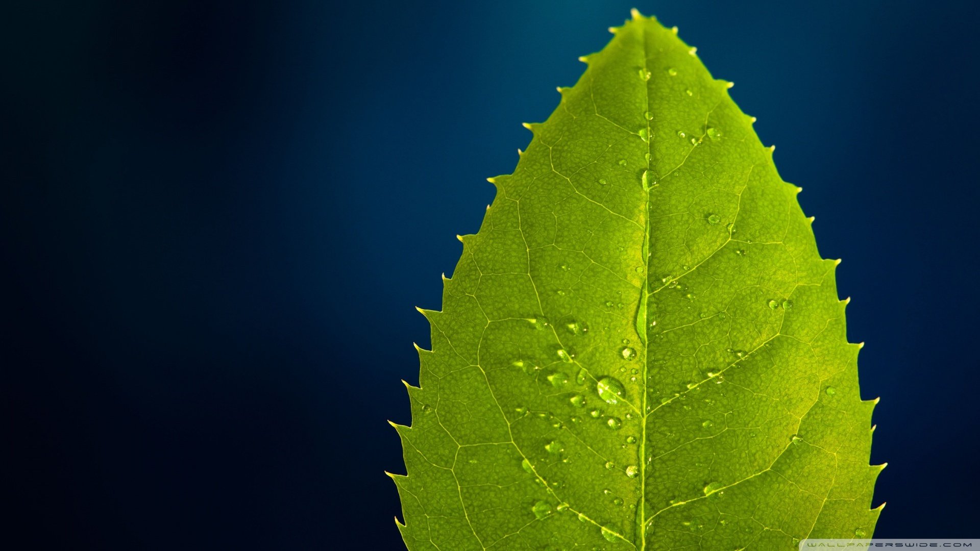 小清新,护眼壁纸,儿童桌面专用