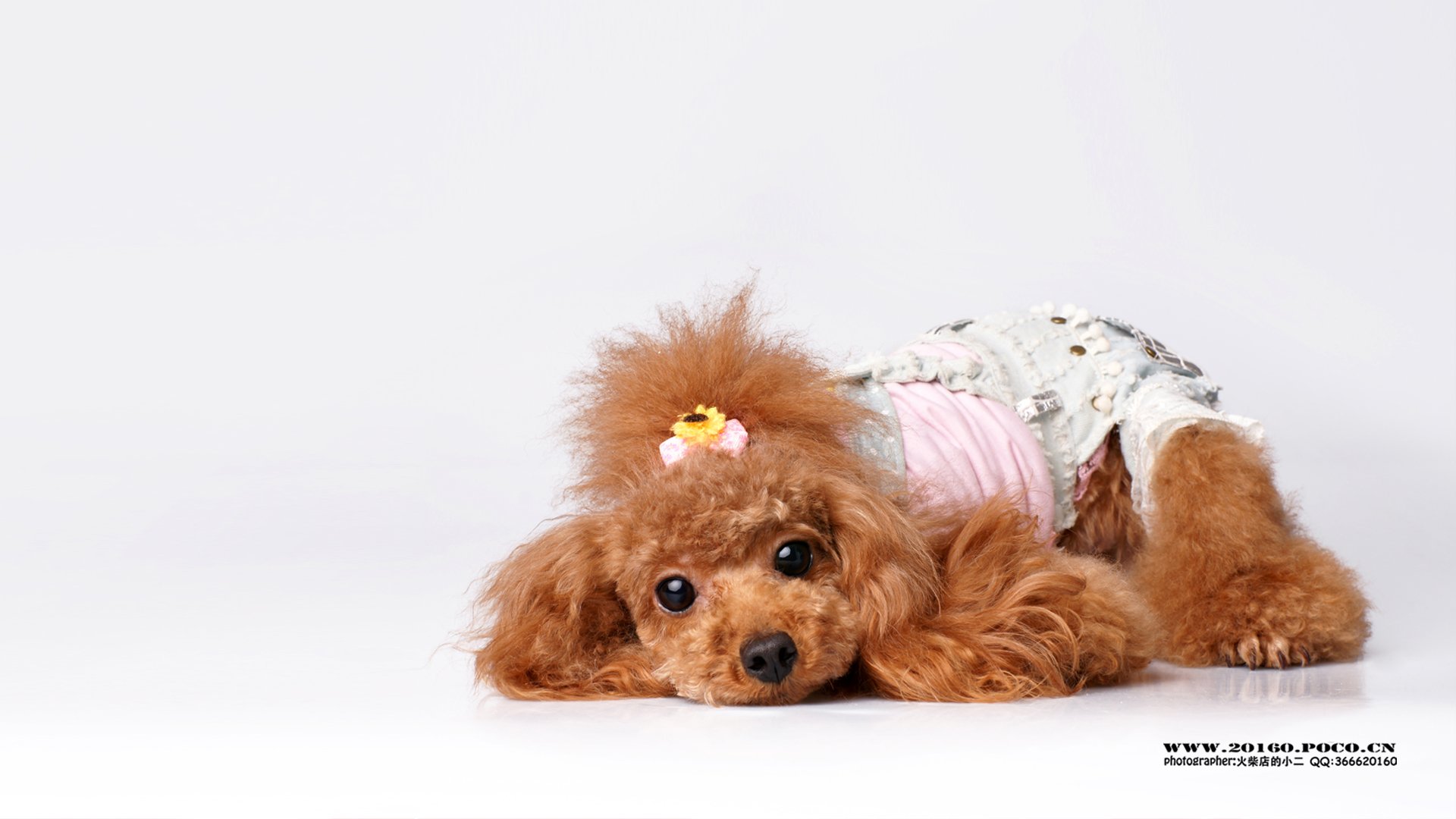 萌宠,摄影,狗,汪星人,火柴摄影,独家首发,@摄影师火柴店的小二,儿童桌面专用