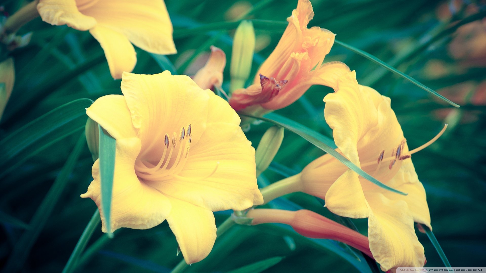 小清新,清新淡雅,花,儿童桌面专用