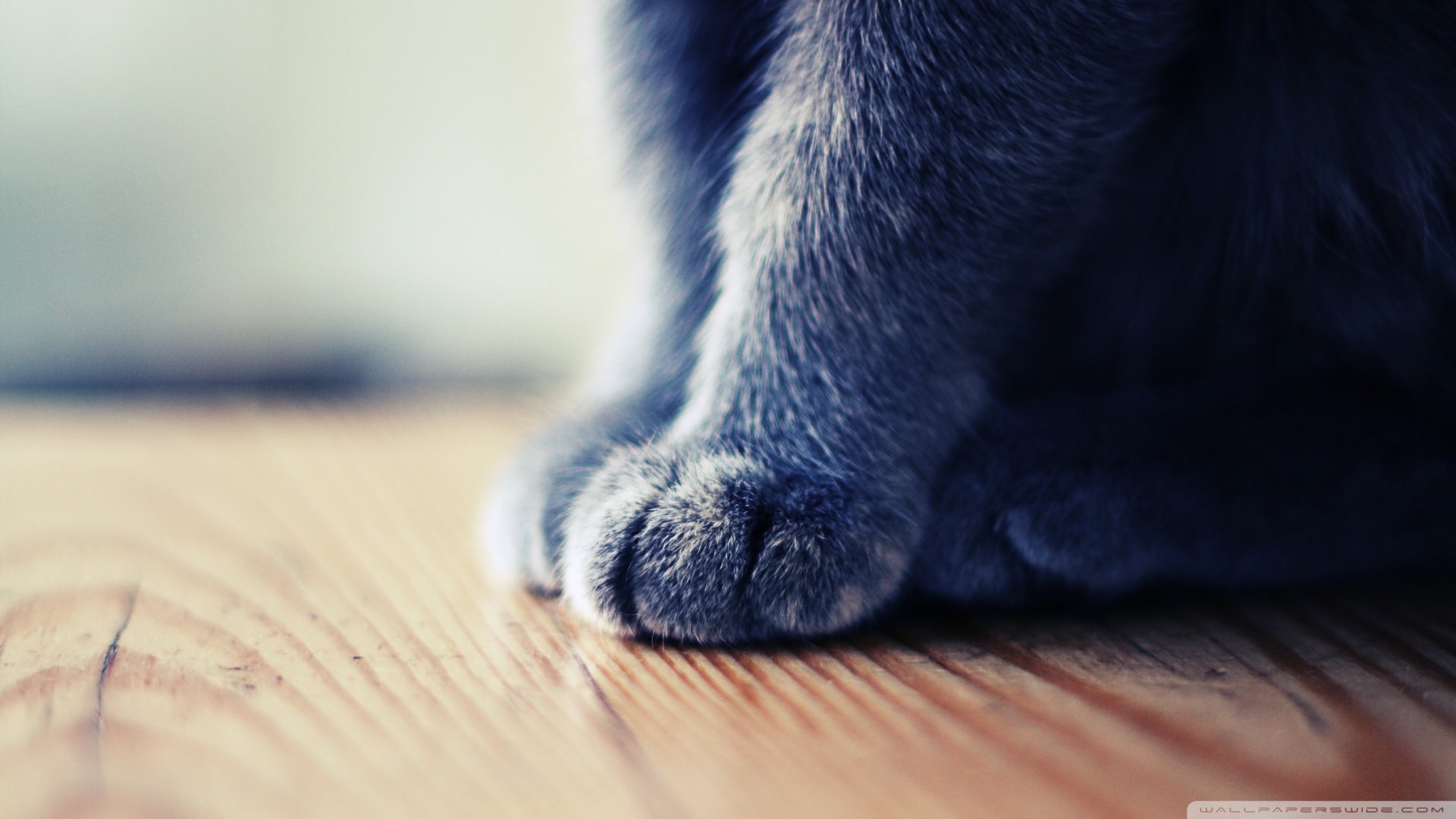 萌宠,卖萌图,萌物,猫爪,儿童桌面专用