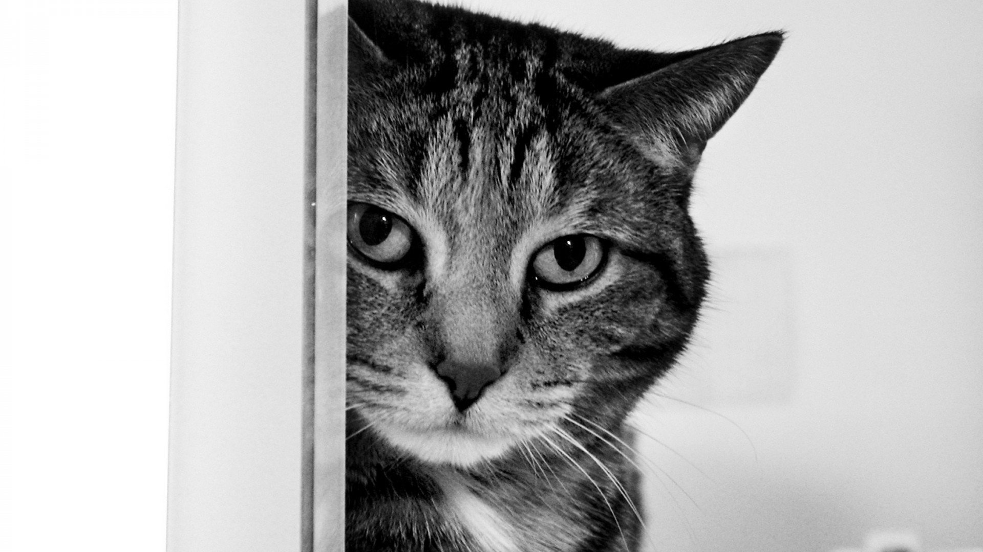 萌宠,猫,喵星人,可爱,卖萌图,古灵精怪,儿童桌面专用