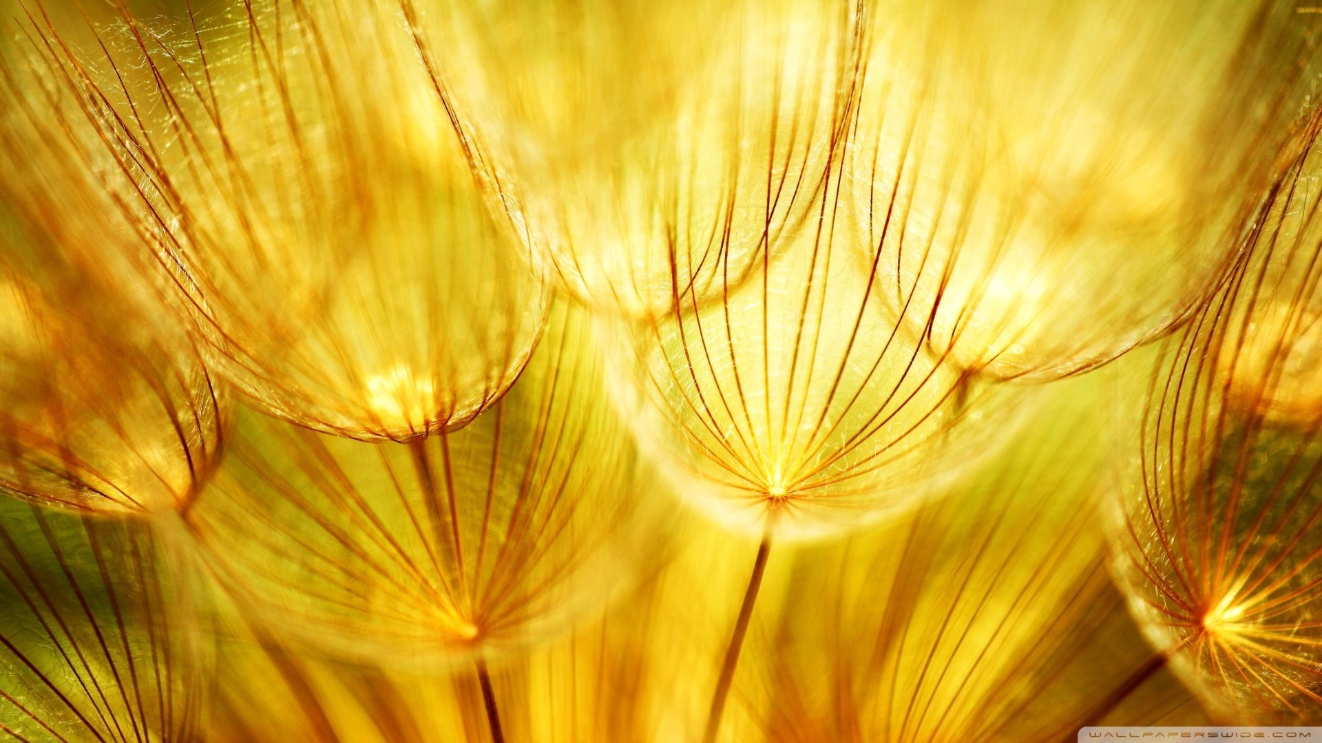 小清新,娇艳欲滴,儿童桌面专用