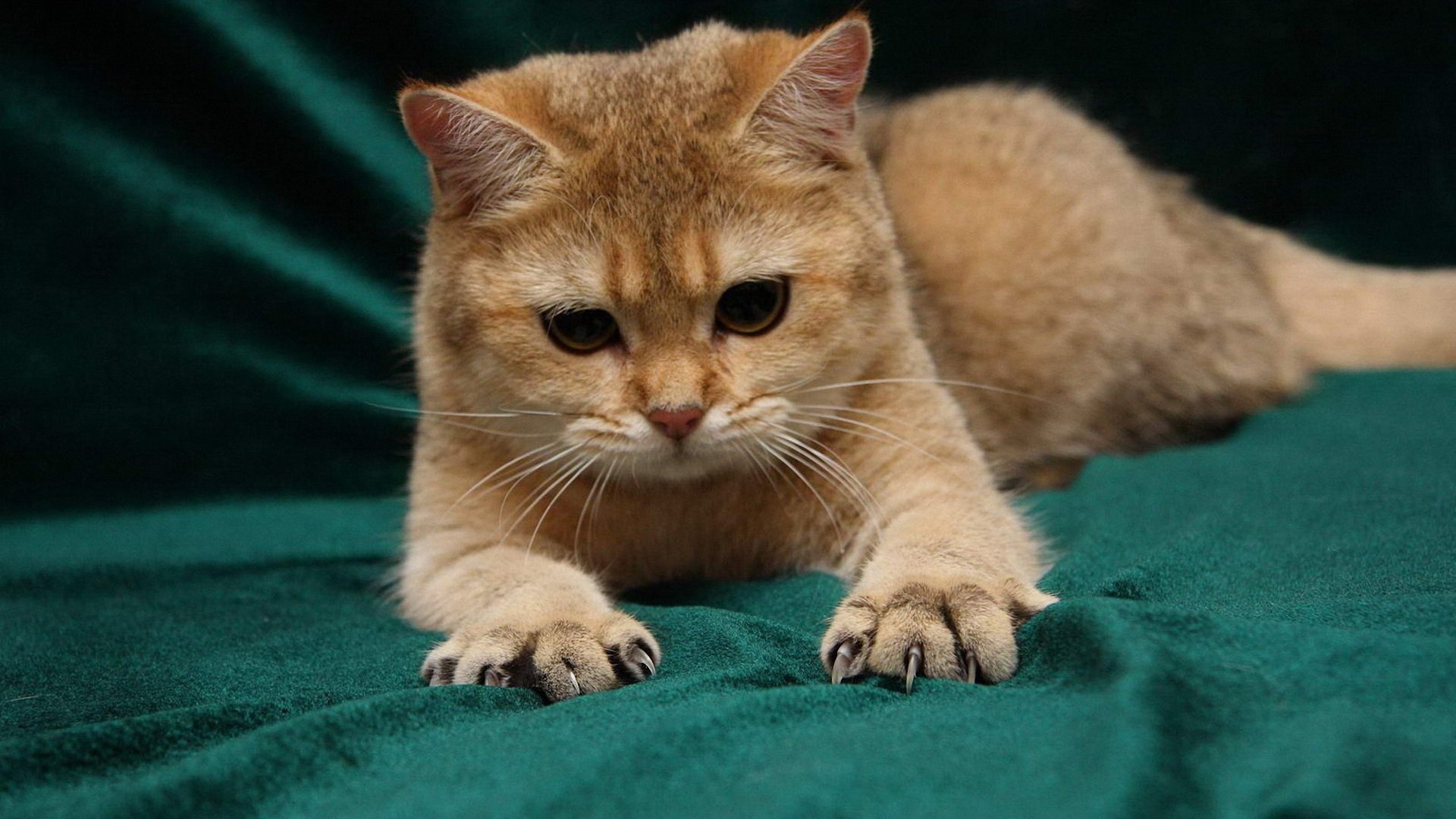 萌宠,喵星人,猫,儿童桌面专用