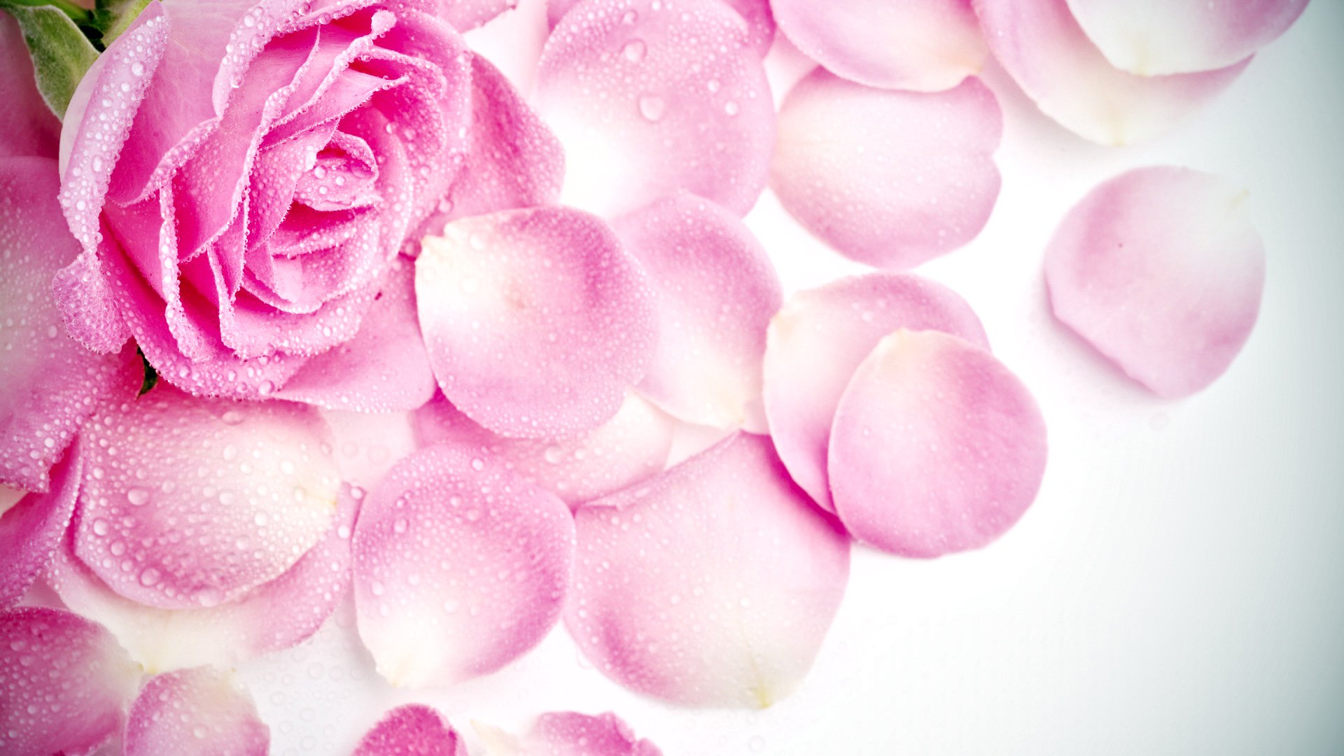 小清新,清新淡雅,花,儿童桌面专用