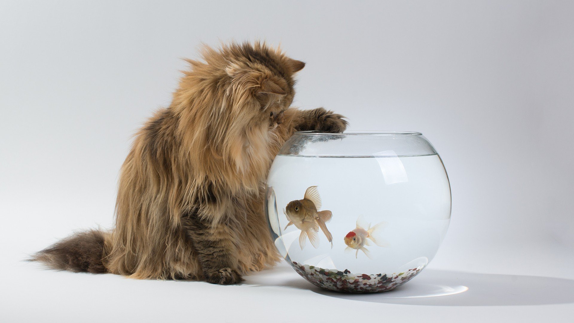 萌宠,猫,猫咪,喵星人,儿童桌面专用