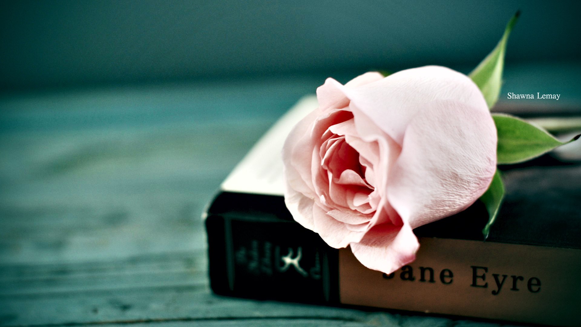 小清新,清新淡雅,植物,花,儿童桌面专用