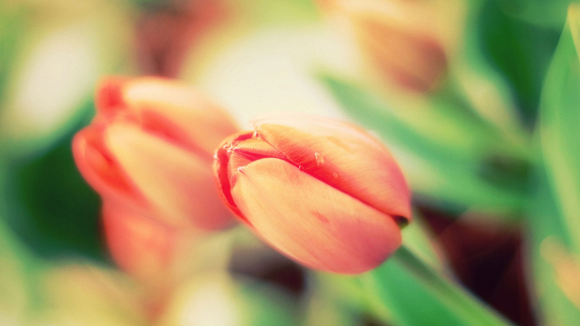 小清新,清新淡雅,花,儿童桌面专用