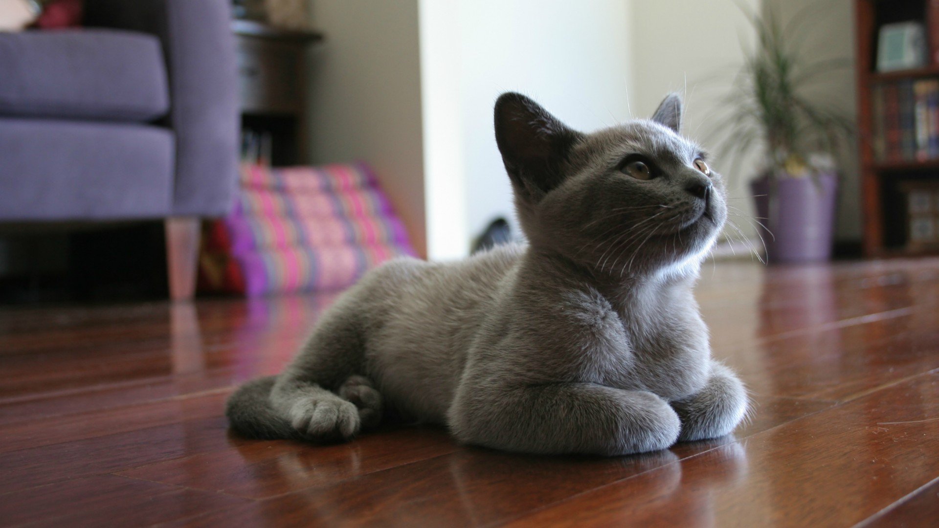 萌宠,喵星人,猫咪,猫,儿童桌面专用