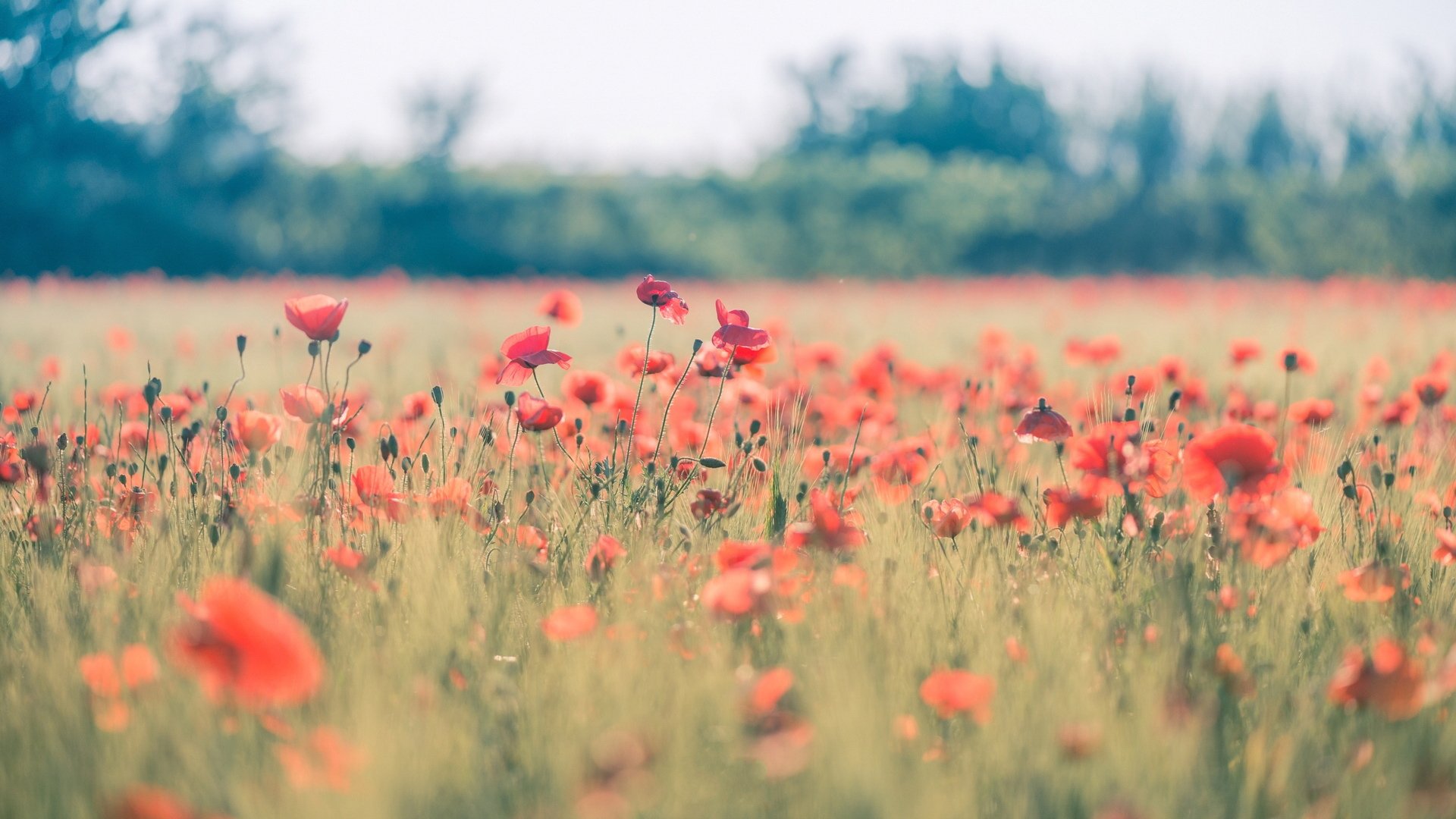 小清新,清新淡雅,儿童桌面专用