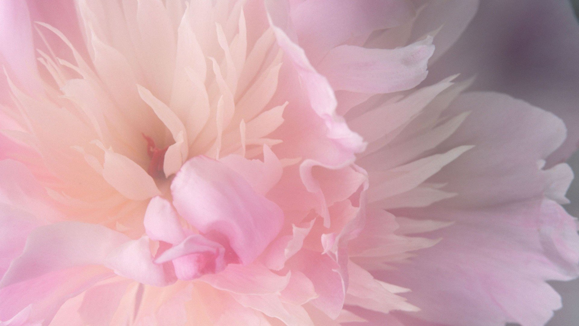 小清新,清新淡雅,花,儿童桌面专用