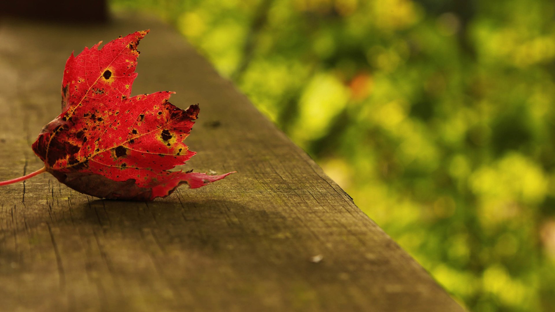 小清新,清新淡雅,儿童桌面专用