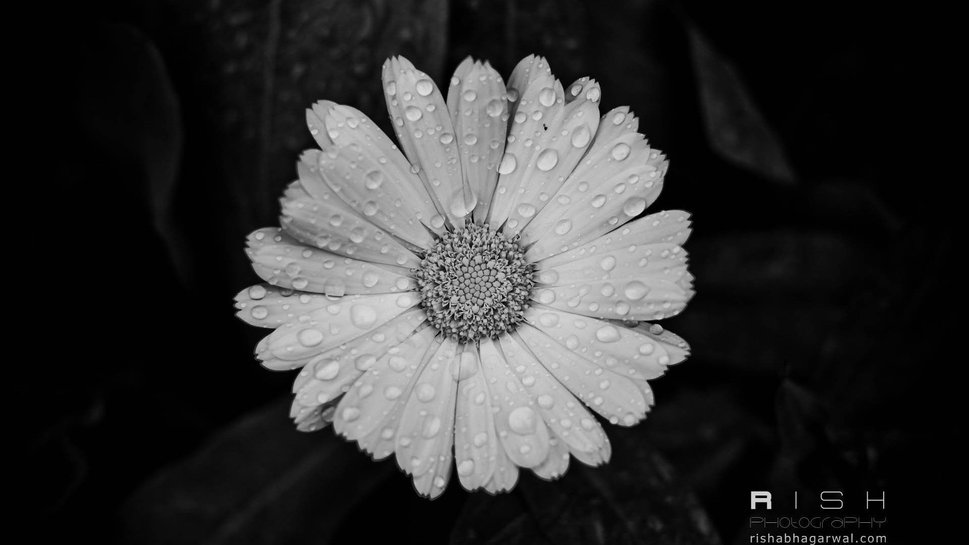 小清新,清新淡雅