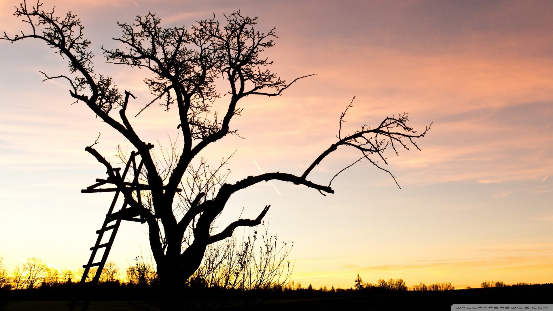 风景,摄影,树木,黄昏,儿童桌面专用
