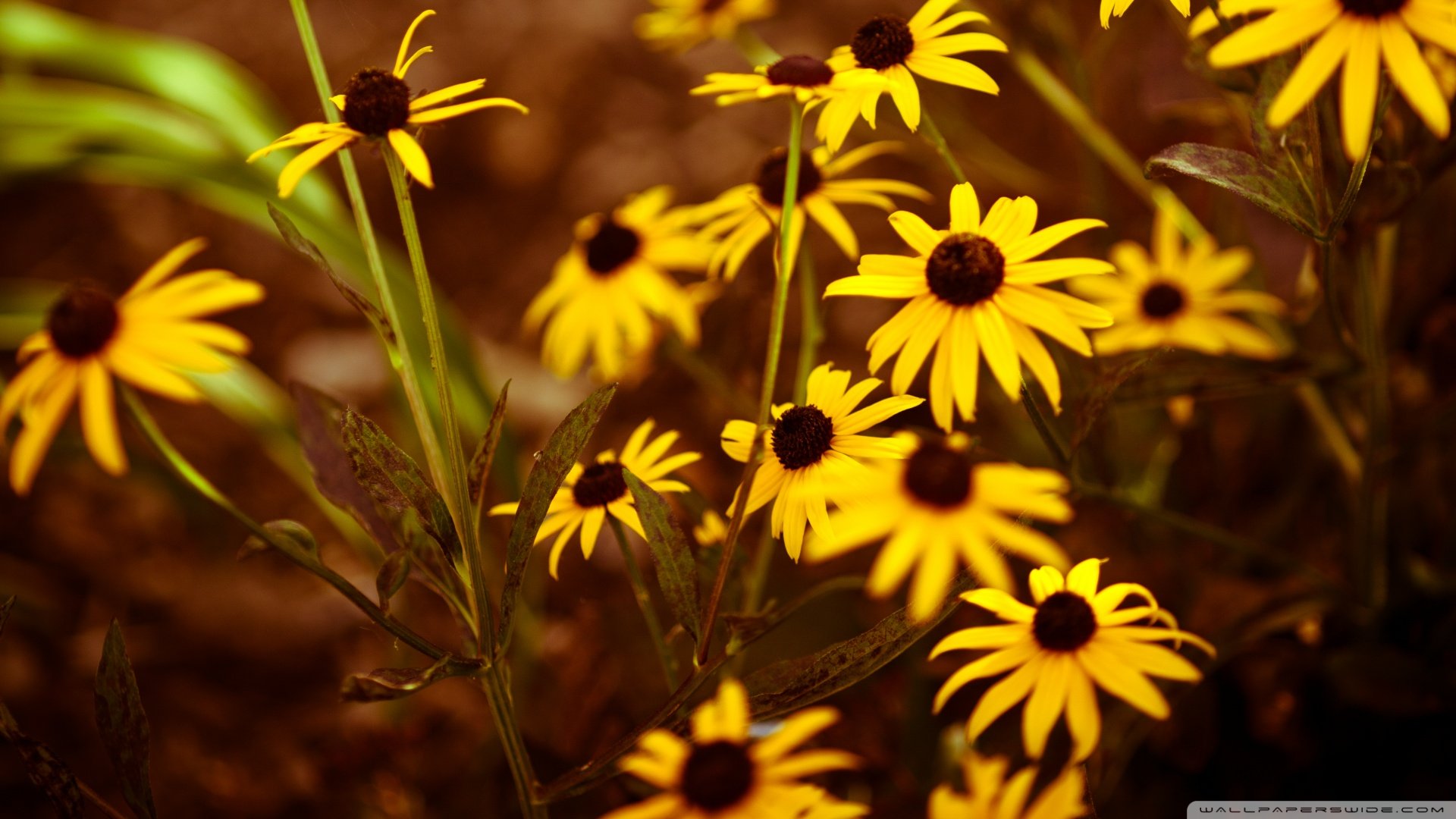 小清新,清新淡雅,儿童桌面专用