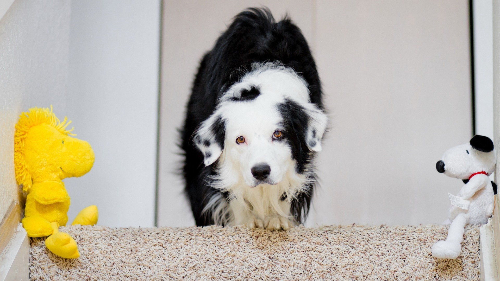 萌宠,汪星人,狗,卖萌图,可爱,古灵精怪,儿童桌面专用