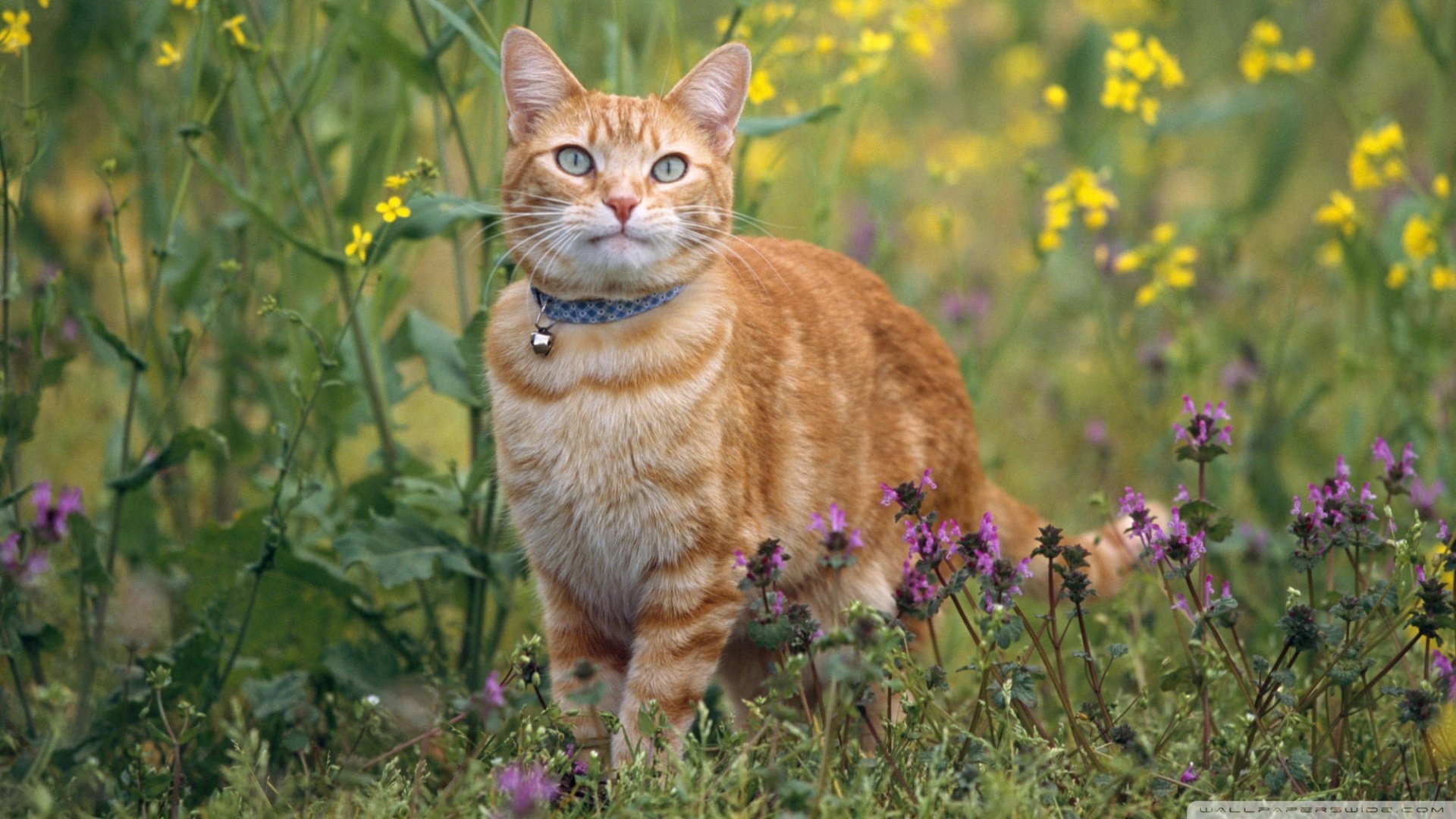 萌宠,猫,喵星人,可爱,卖萌图,古灵精怪,儿童桌面专用