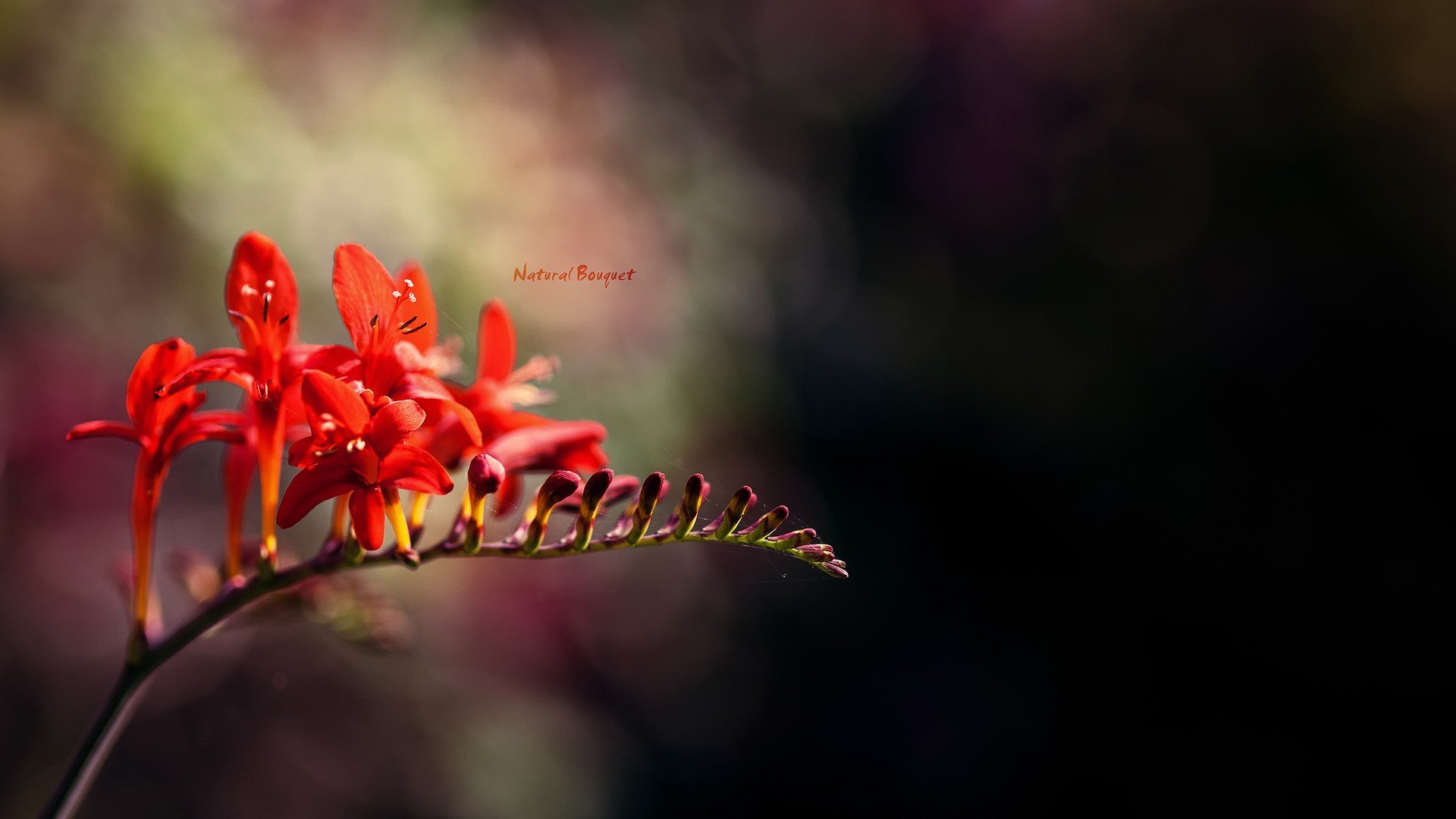 小清新,娇艳欲滴,花