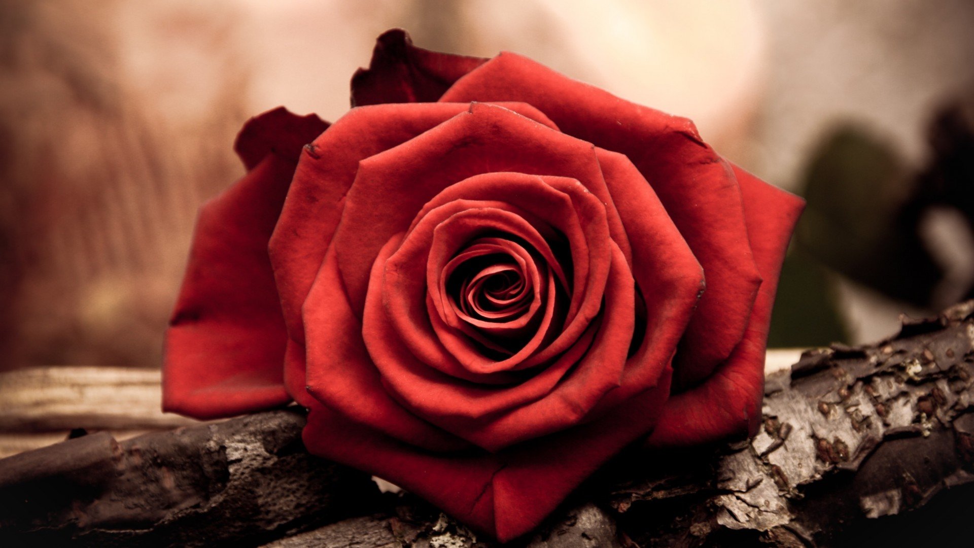 小清新,娇艳欲滴,儿童桌面专用