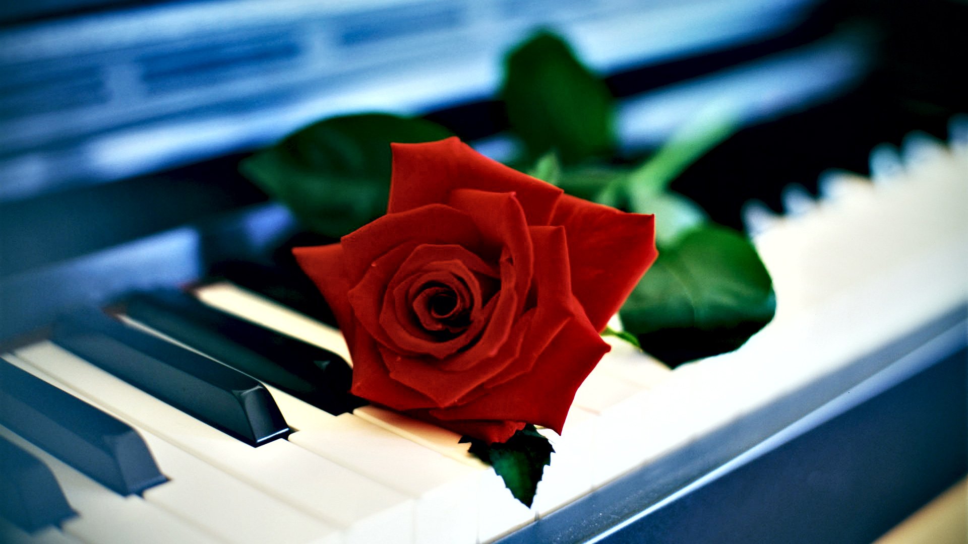 小清新,清新淡雅,花,儿童桌面专用