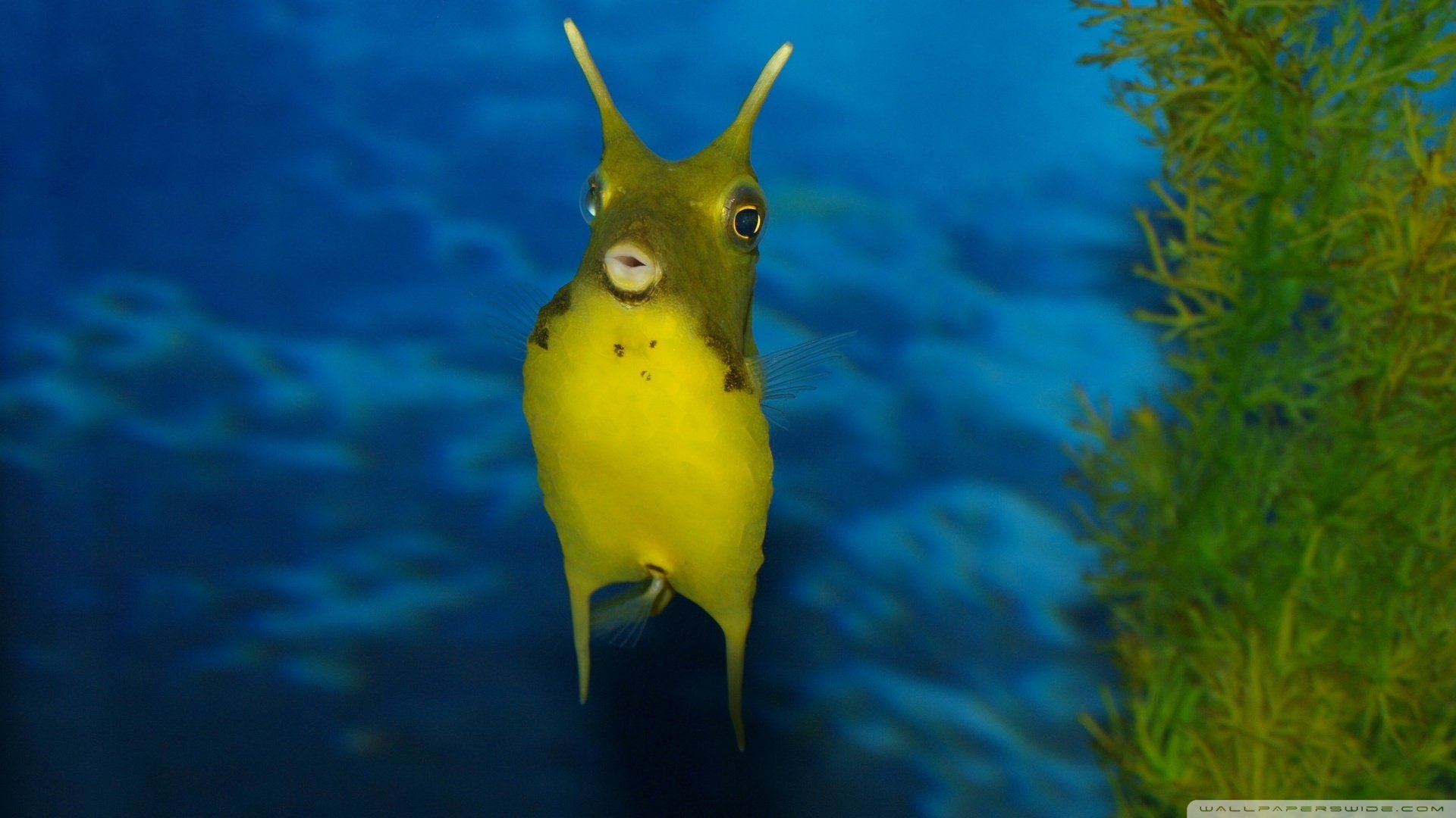 萌宠,海底世界,儿童桌面专用