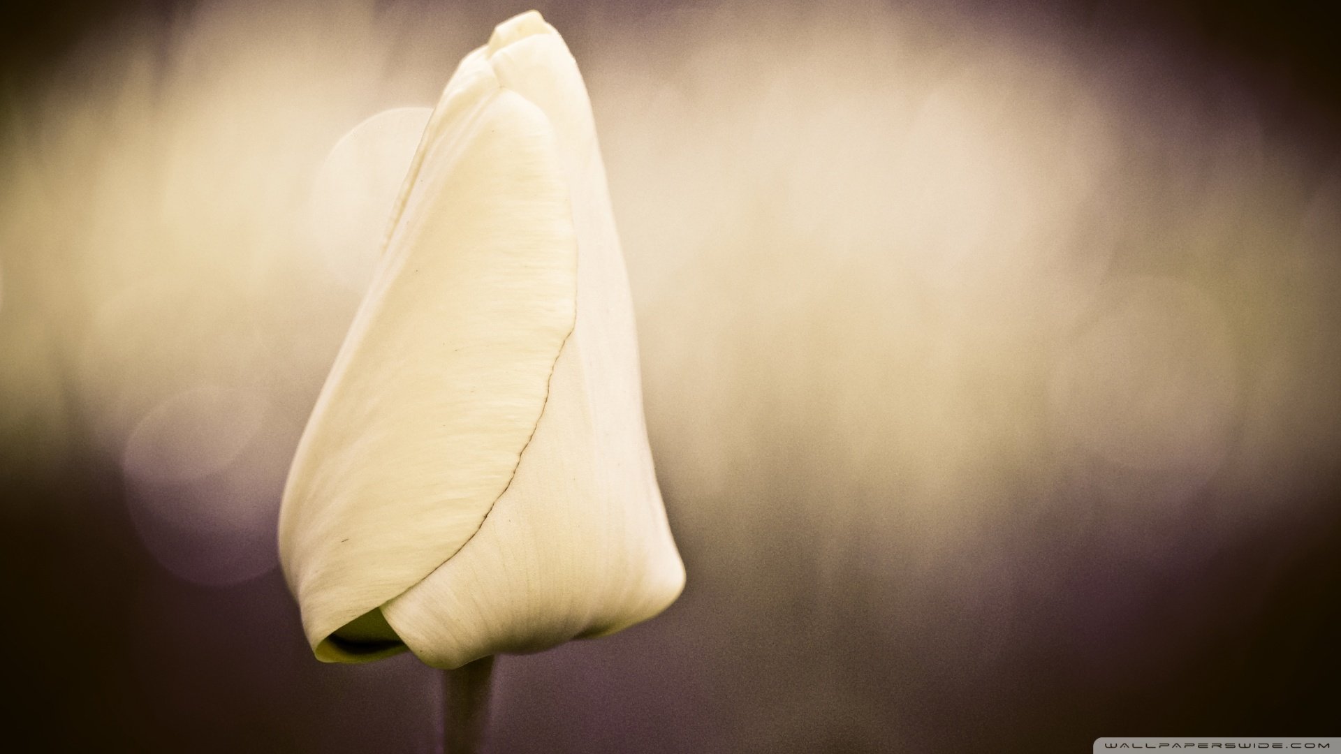 小清新,清新淡雅,花