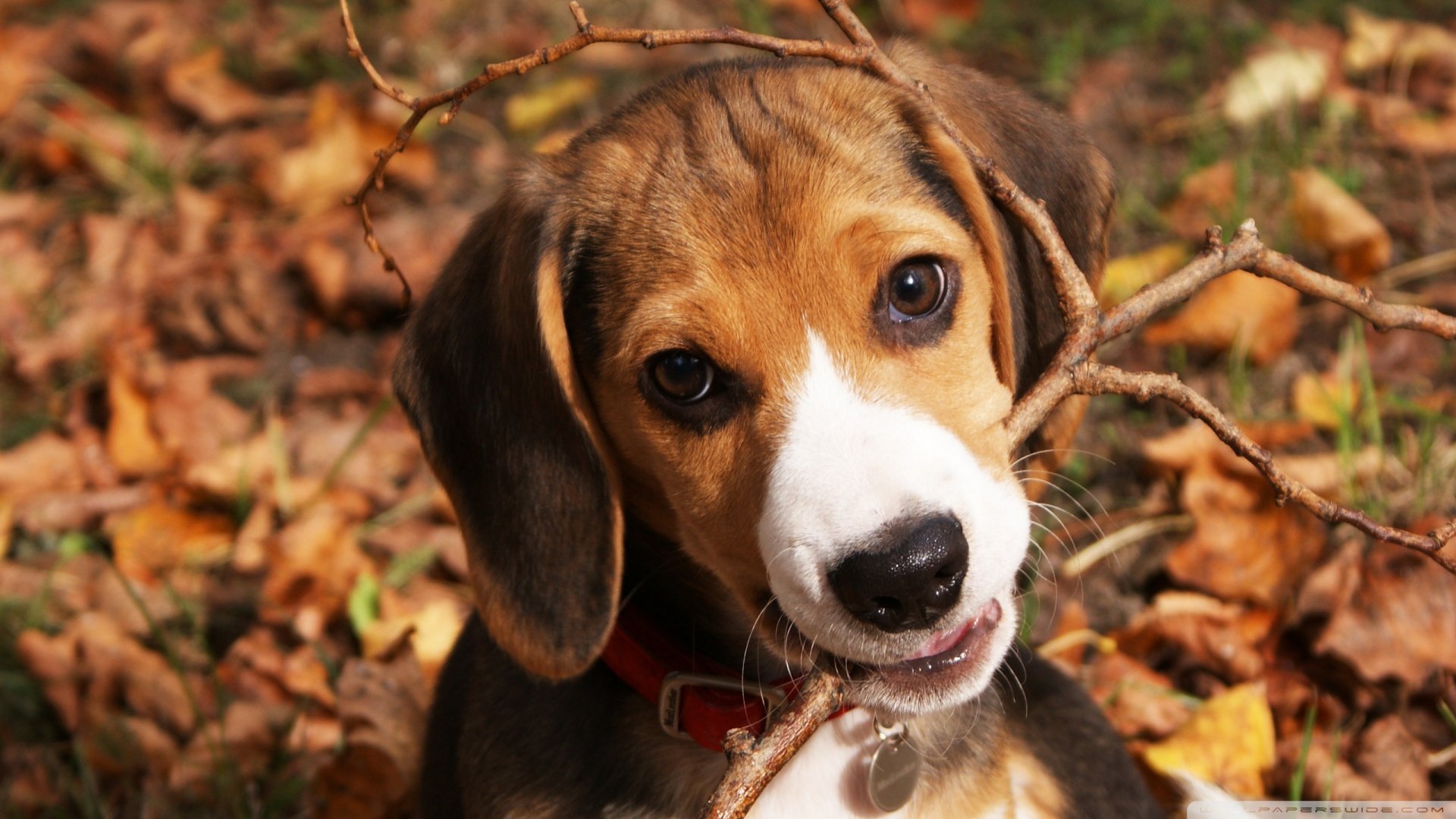 萌宠,汪星人,狗狗,狗,dog,儿童桌面专用