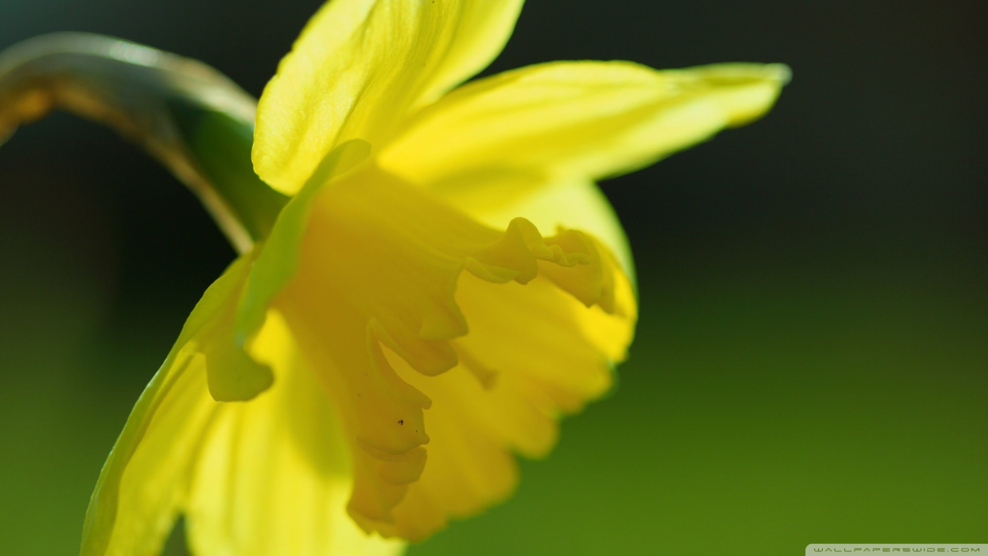 风景,春意盎然,儿童桌面专用