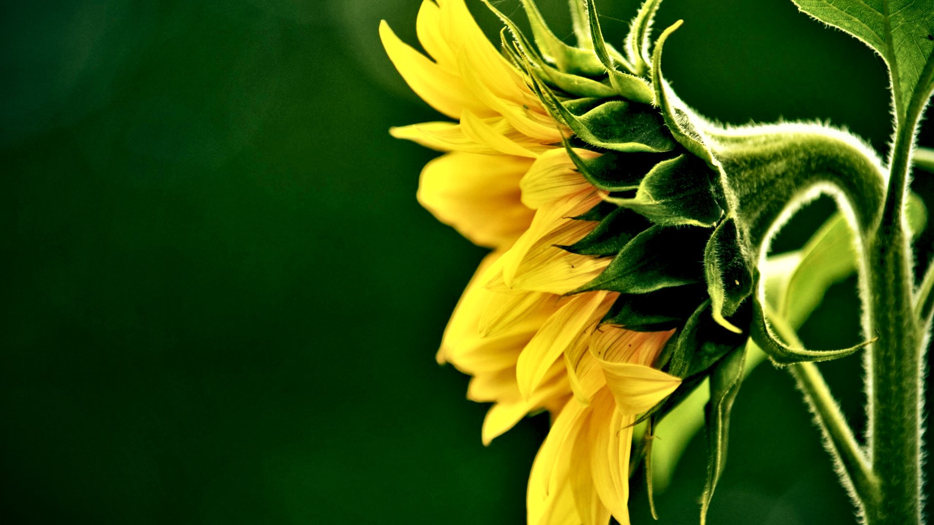 小清新,清新淡雅,花,儿童桌面专用