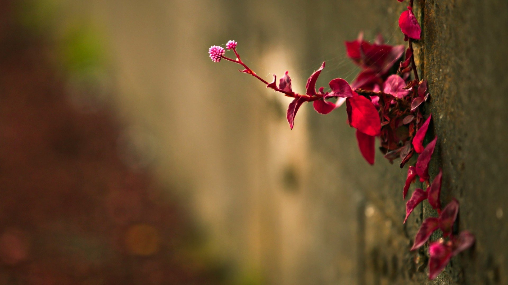 小清新,娇艳欲滴,花,儿童桌面专用