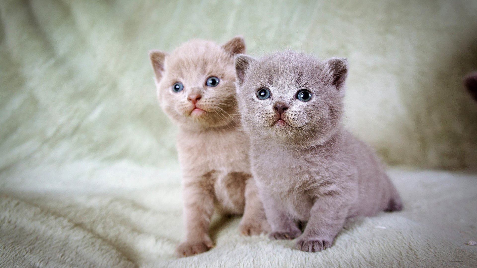 萌宠,喵星人,猫,猫咪,儿童桌面专用