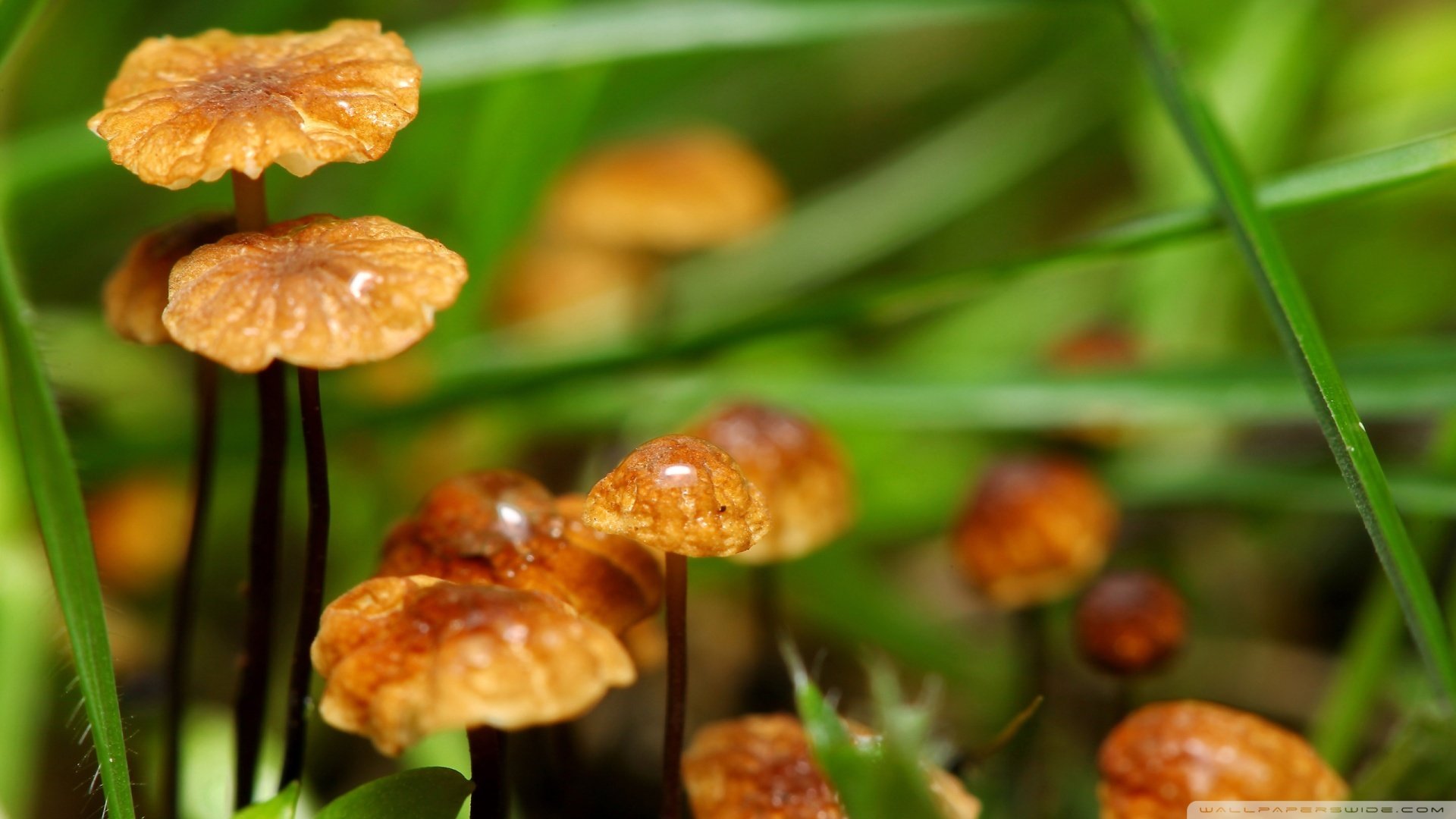 小清新,娇艳欲滴,花,儿童桌面专用