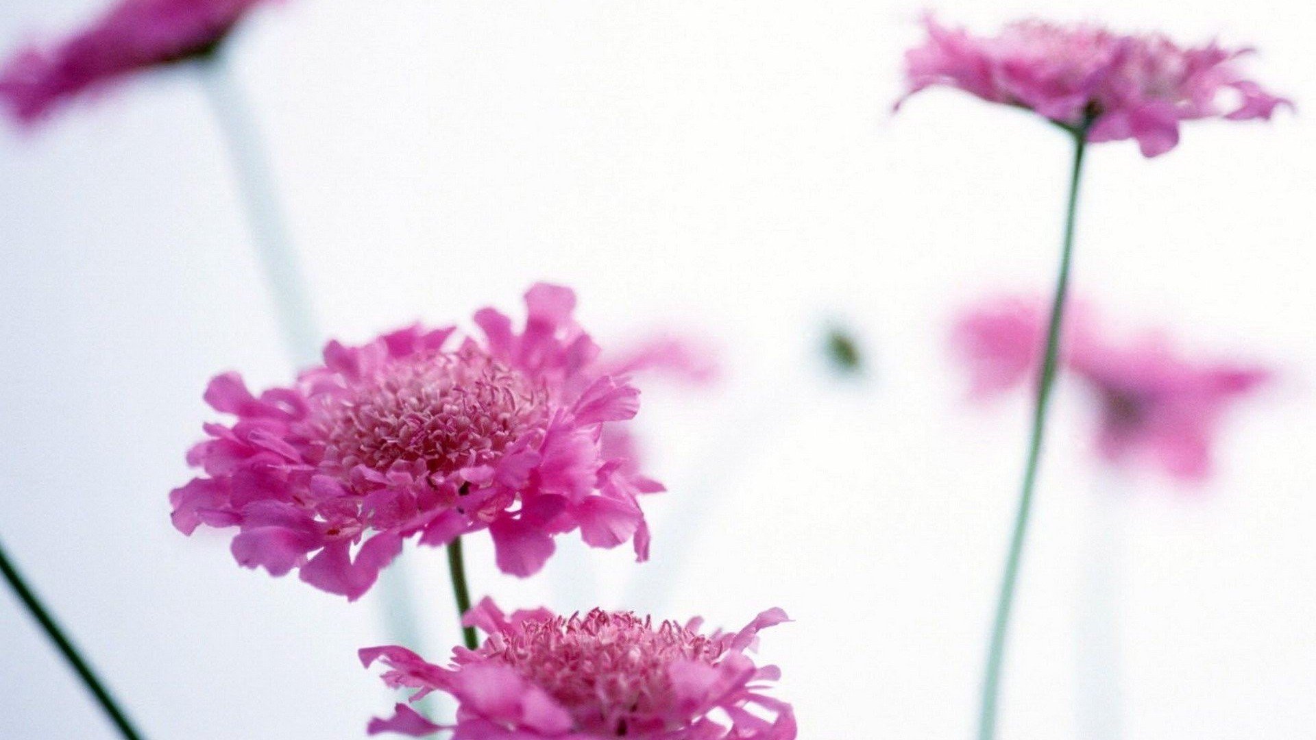 小清新,娇艳欲滴,花,儿童桌面专用