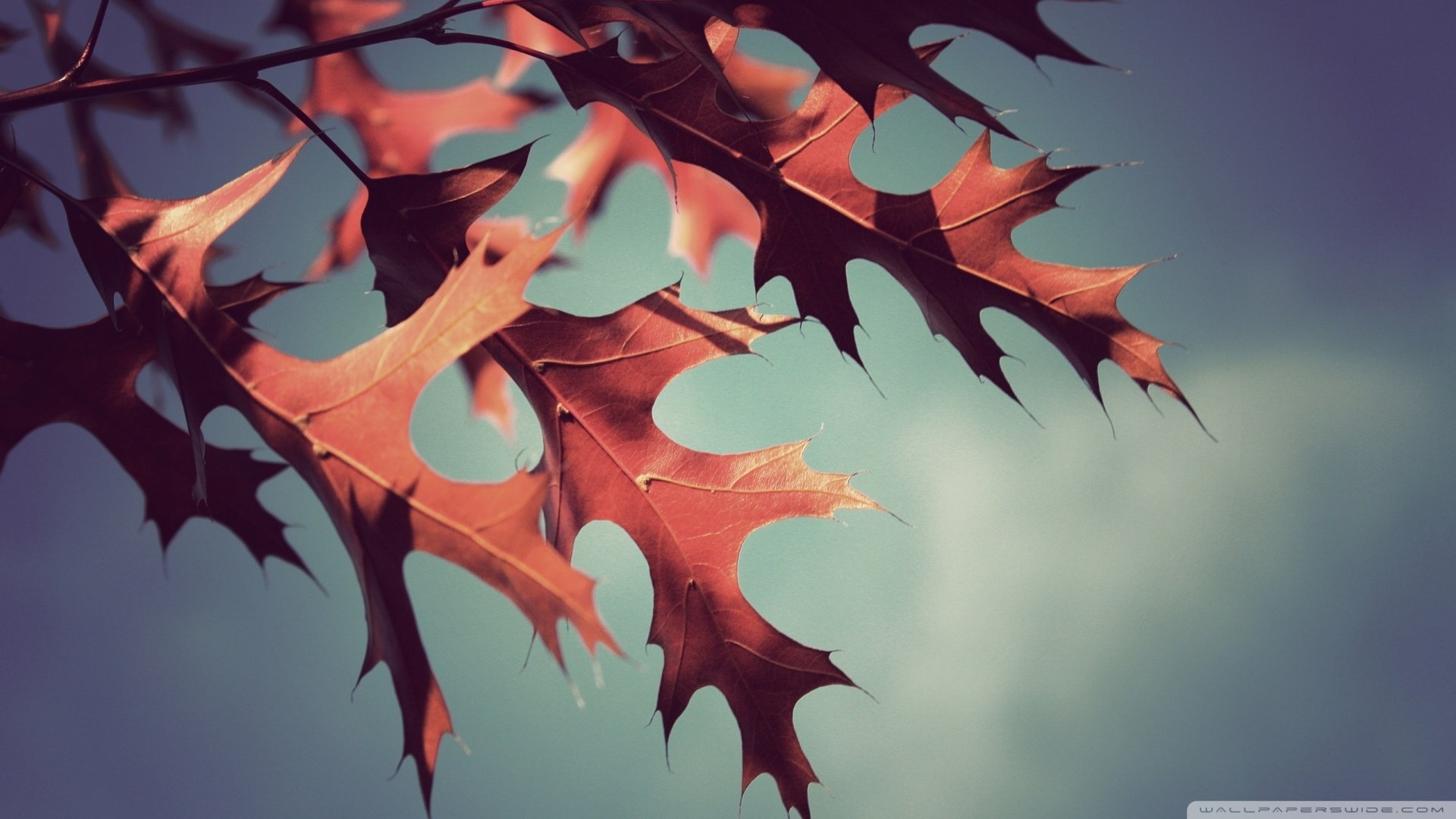 风景,叶子,红叶,儿童桌面专用