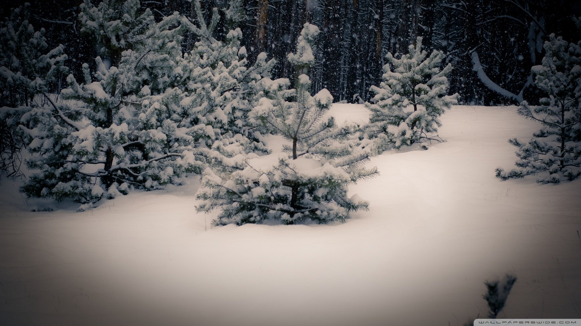 风景,自然风光,白雪,冬季,儿童桌面专用